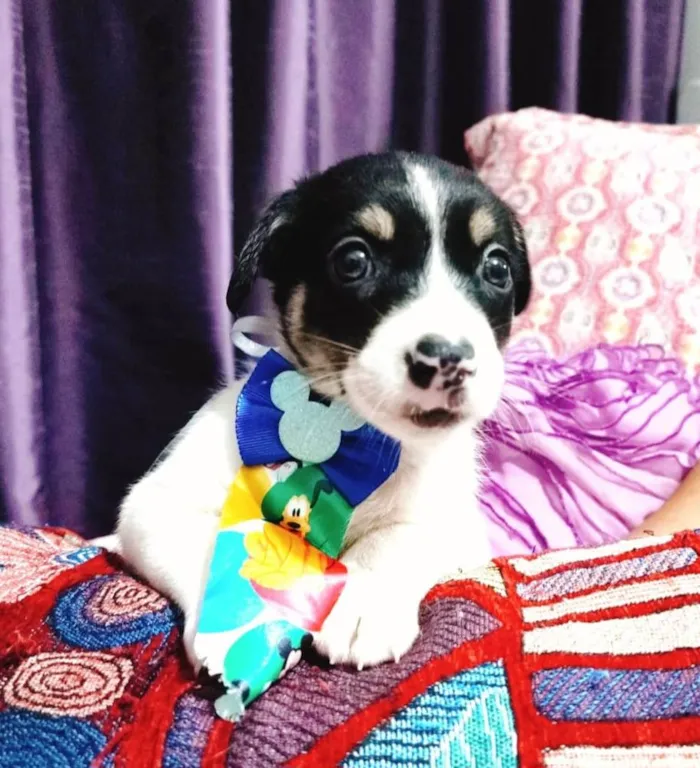 Cachorro ra a SRD-ViraLata idade Abaixo de 2 meses nome Filhotes 50 dias
