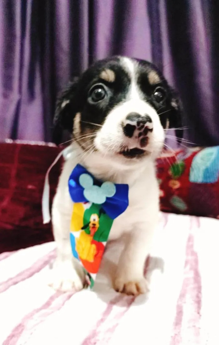 Cachorro ra a SRD-ViraLata idade Abaixo de 2 meses nome Filhotes 50 dias