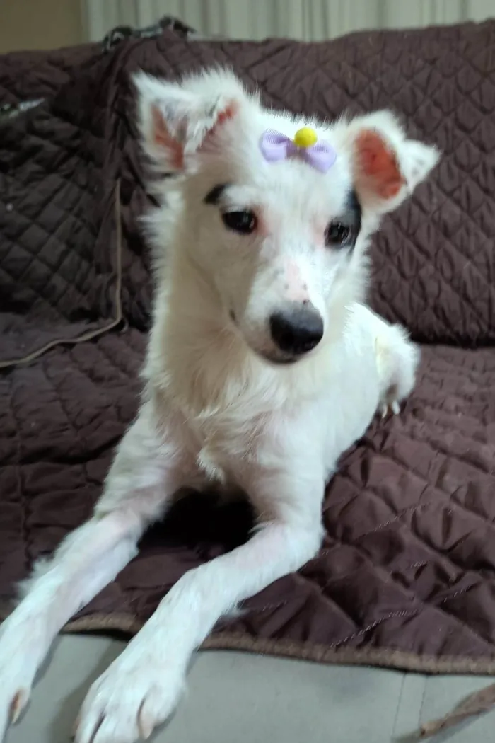 Cachorro ra a SRD-ViraLata idade 1 ano nome Sarinha