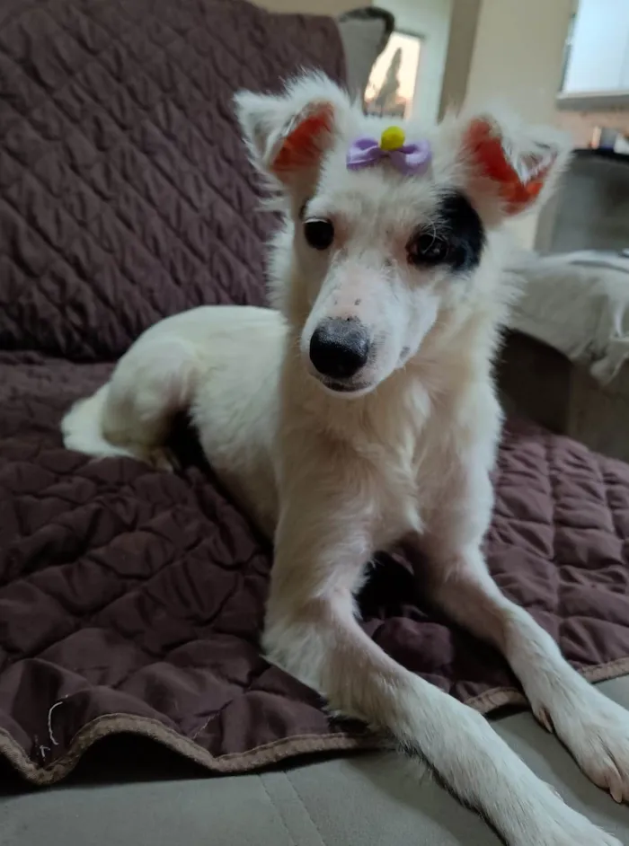 Cachorro ra a SRD-ViraLata idade 1 ano nome Sarinha