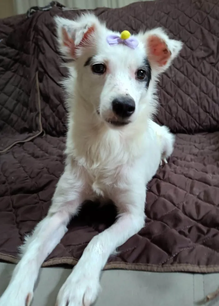 Cachorro ra a SRD-ViraLata idade 1 ano nome Sarinha