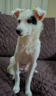 Sarinha