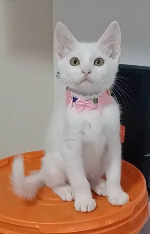 Gato ra a SRD-ViraLata idade  nome Ravena