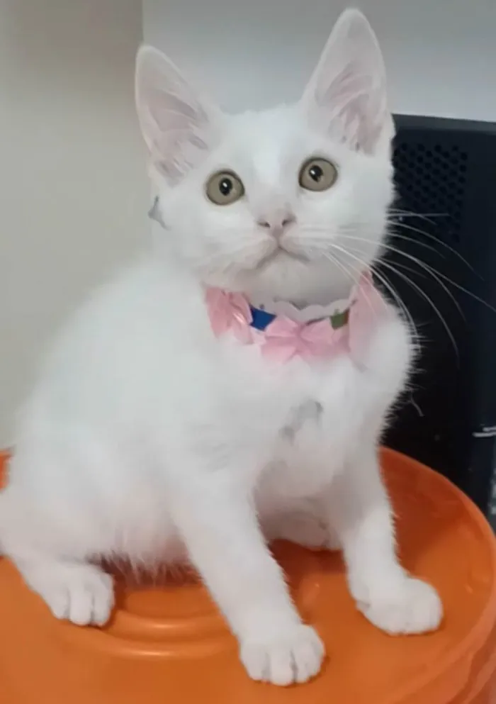 Gato ra a SRD-ViraLata idade  nome Ravena