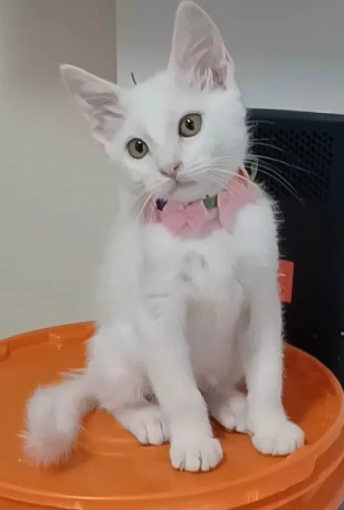 Gato ra a SRD-ViraLata idade  nome Ravena