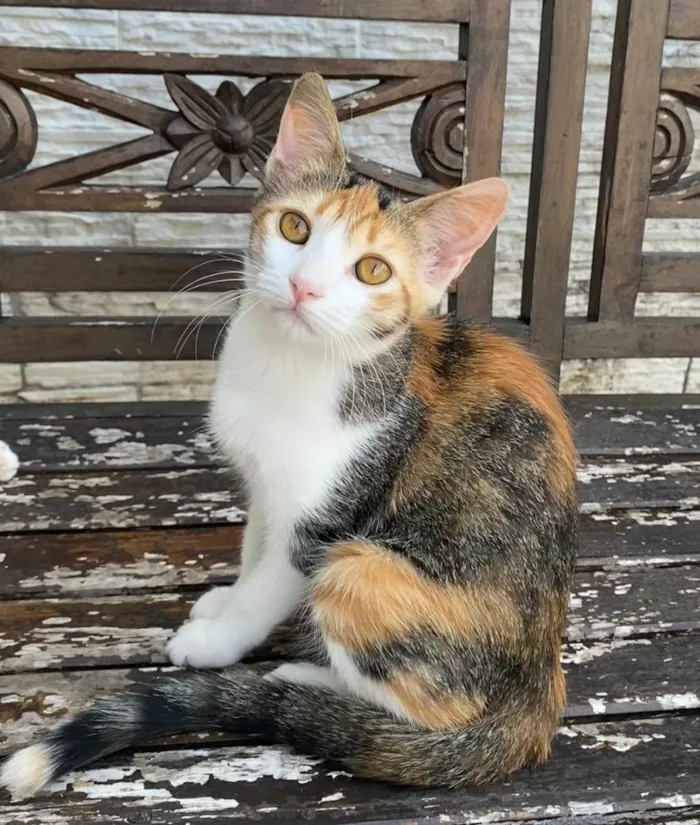 Gato ra a SRD-ViraLata idade 2 a 6 meses nome Hibisco 