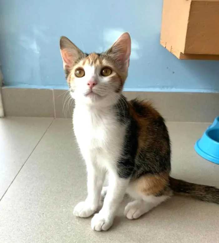 Gato ra a SRD-ViraLata idade 2 a 6 meses nome Hibisco 