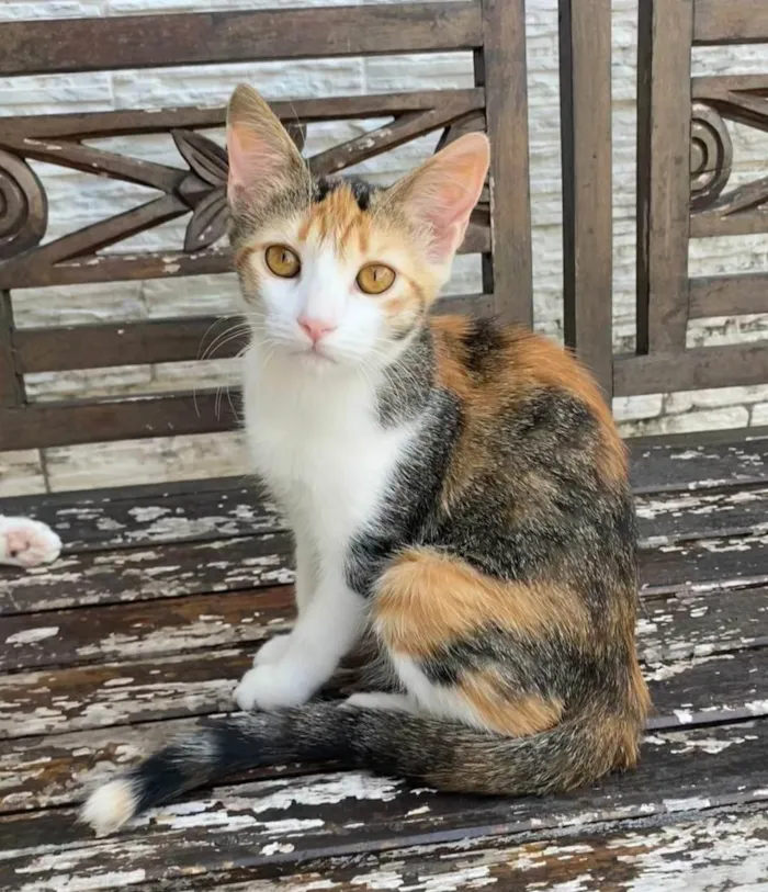 Gato ra a SRD-ViraLata idade 2 a 6 meses nome Hibisco 