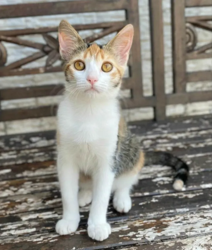 Gato ra a SRD-ViraLata idade 2 a 6 meses nome Hibisco 