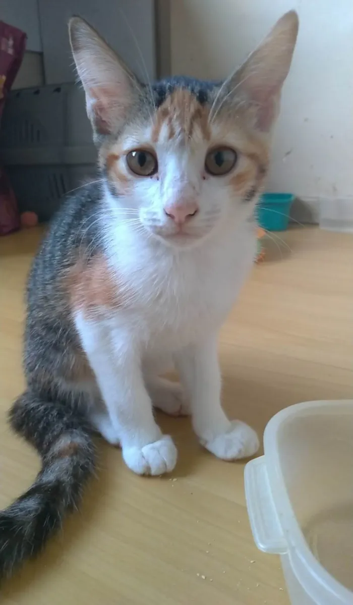 Gato ra a SRD-ViraLata idade 2 a 6 meses nome Hibisco 