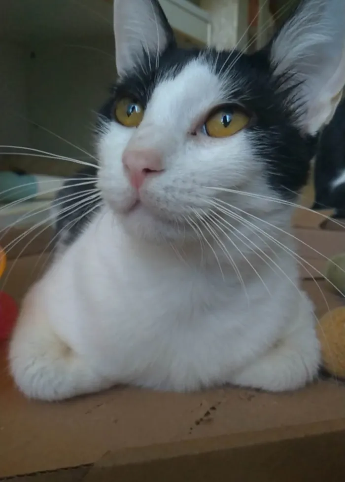 Gato ra a SRD-ViraLata idade 1 ano nome Henry
