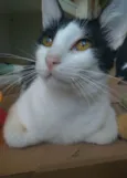 Henry