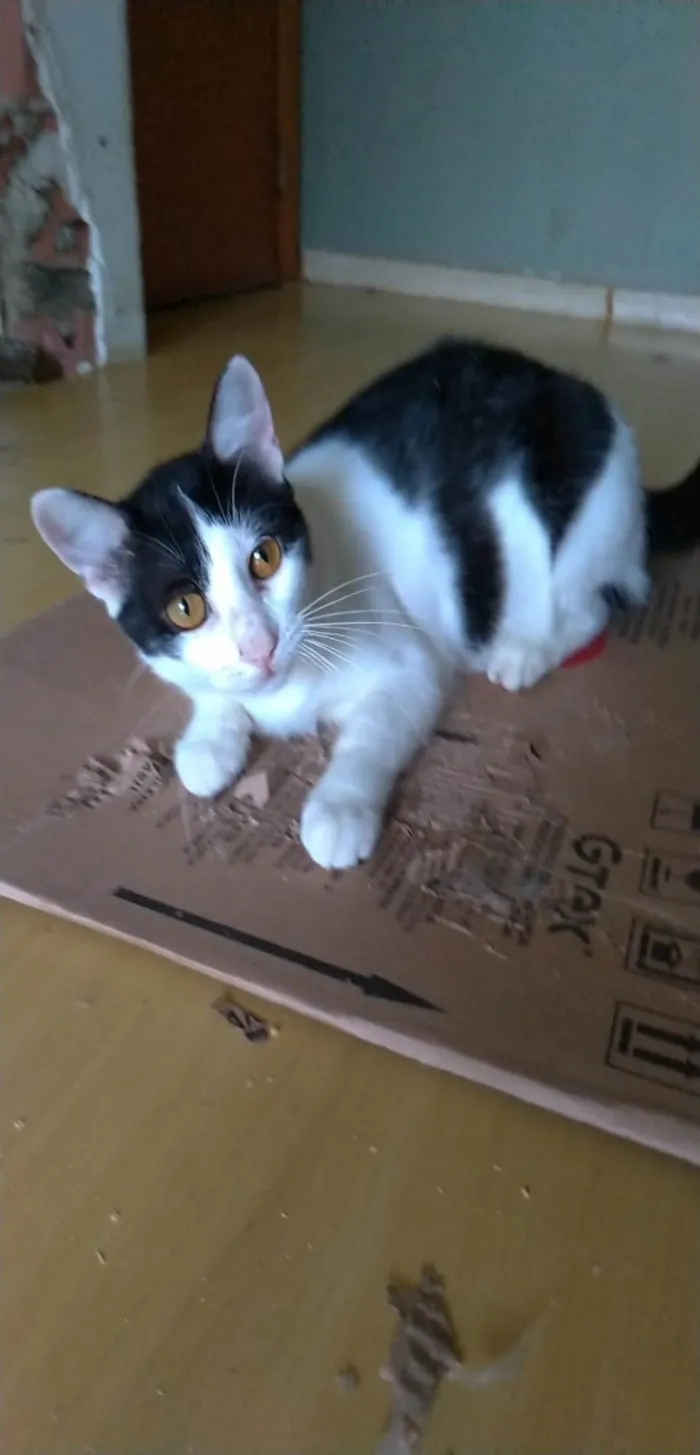 Gato ra a SRD-ViraLata idade 1 ano nome Henry