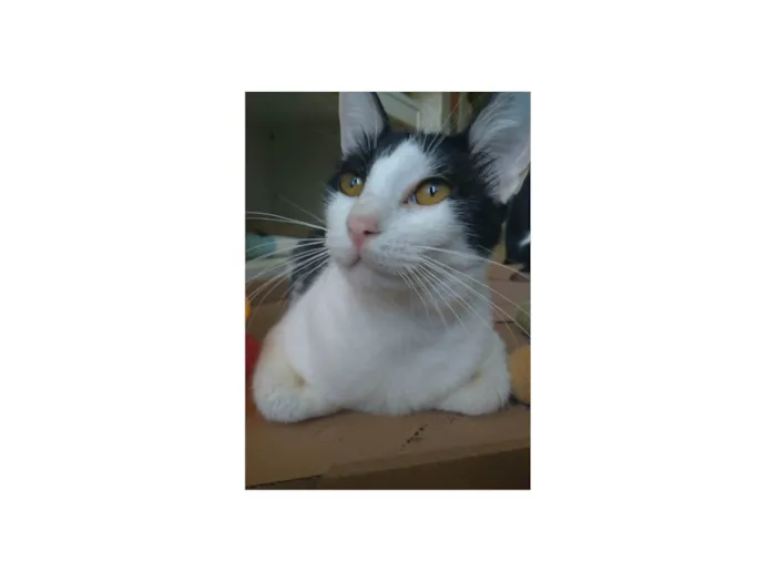 Gato ra a SRD-ViraLata idade 1 ano nome Henry