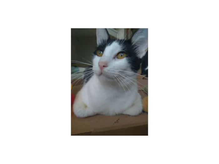 Gato ra a SRD-ViraLata idade 1 ano nome Henry