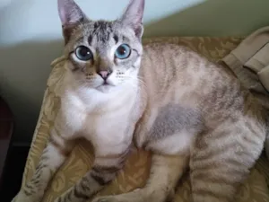 Gato raça SRD-ViraLata idade 7 a 11 meses nome HELÔ 