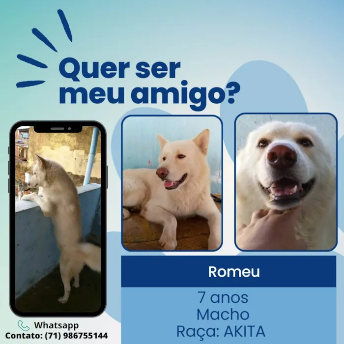 Cachorro raça AKITA idade 6 ou mais anos nome ROMEU