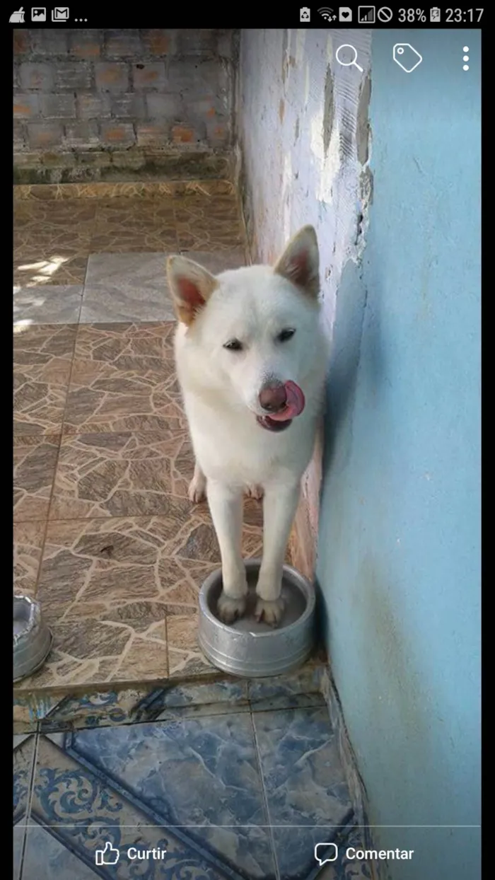 Cachorro raça AKITA idade 6 ou mais anos nome ROMEU