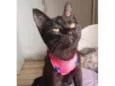 Susi