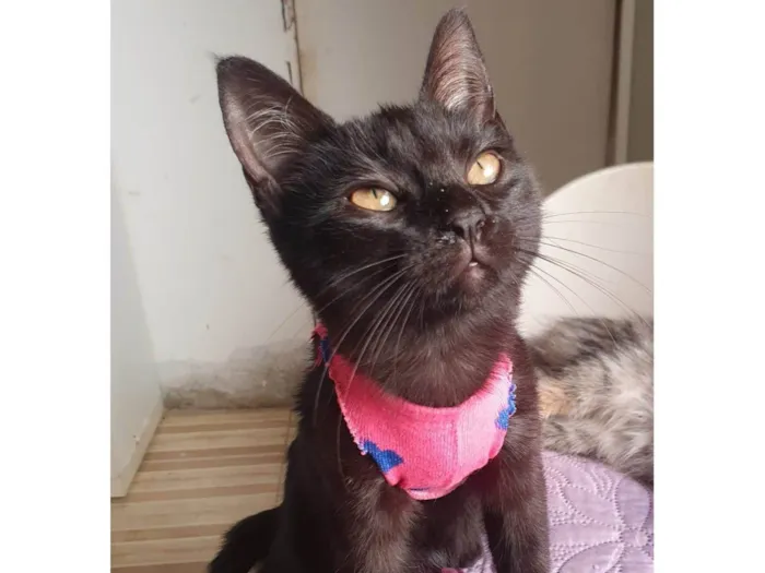Gato ra a Srd idade 2 a 6 meses nome Susi