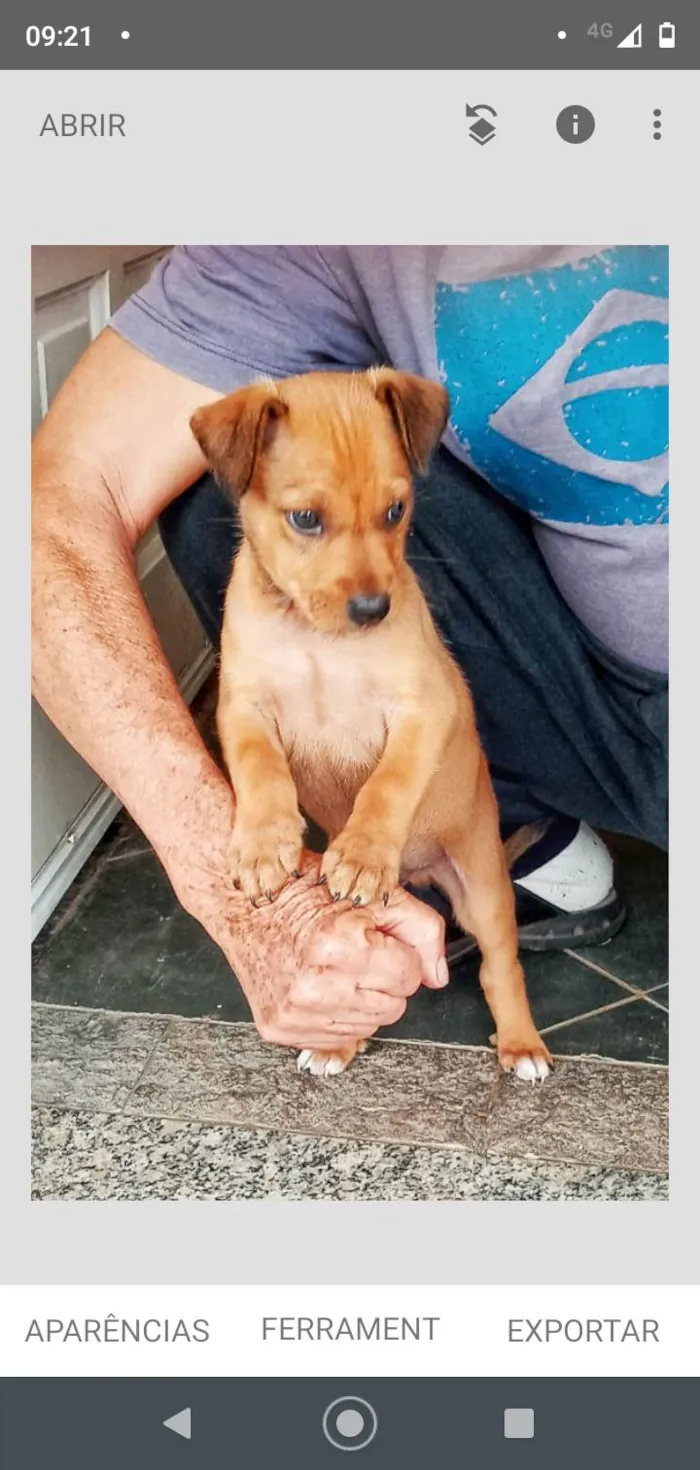 Cachorro ra a Mesticinhos  idade 2 a 6 meses nome Magali e Manoel 