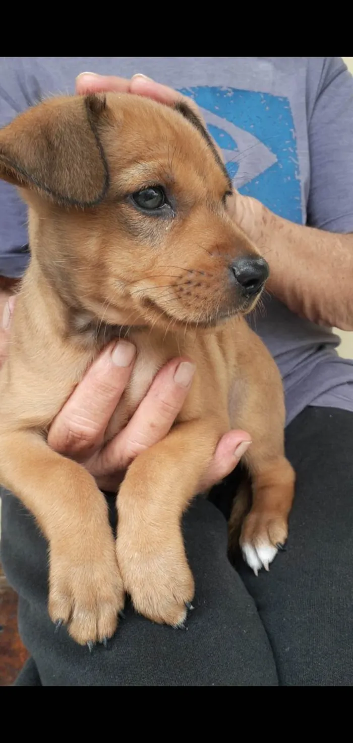 Cachorro ra a Mesticinhos  idade 2 a 6 meses nome Magali e Manoel 