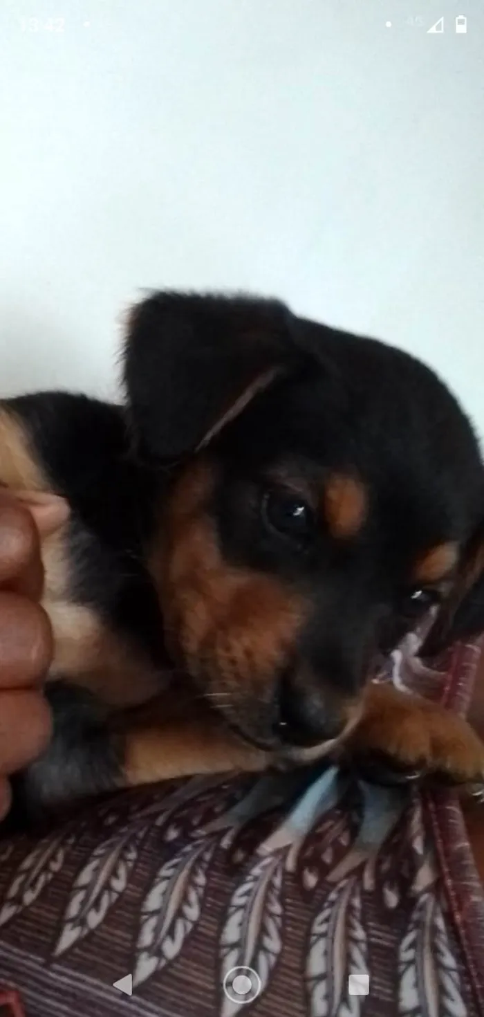 Cachorro ra a Mesticinhos  idade 2 a 6 meses nome Magali e Manoel 