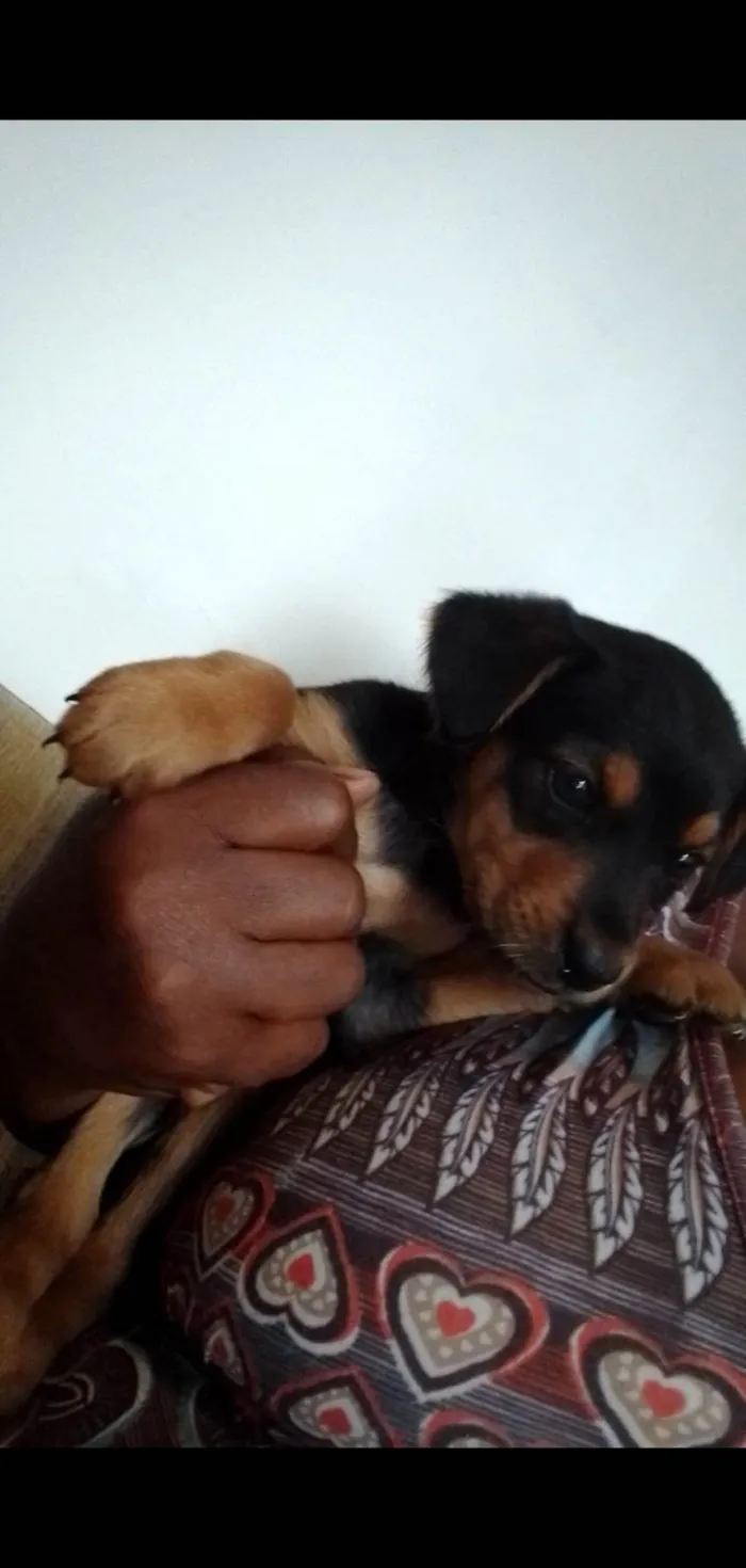 Cachorro ra a Mesticinhos  idade 2 a 6 meses nome Magali e Manoel 