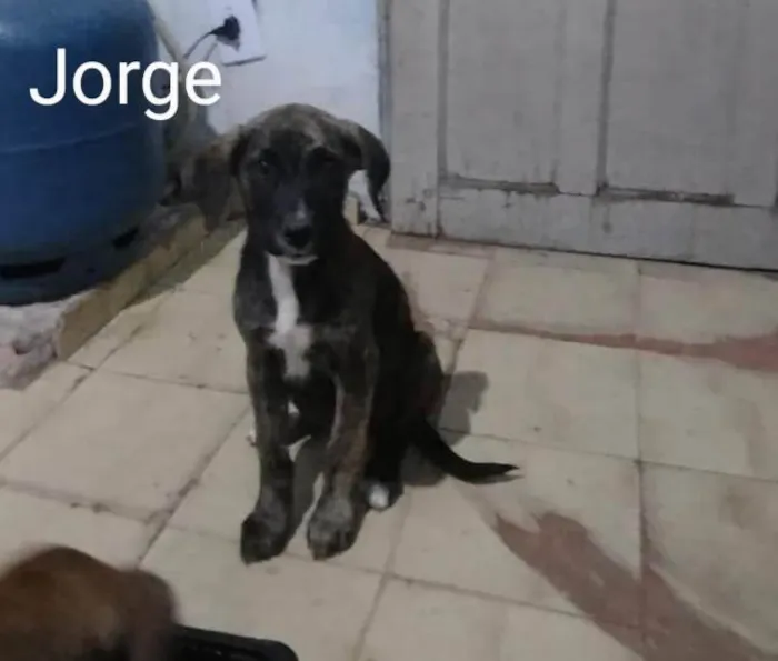Cachorro ra a Mesticinhos  idade 2 a 6 meses nome Magali e Manoel 