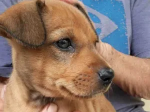 Cachorro raça Mesticinhos  idade 2 a 6 meses nome Magali e Manoel 