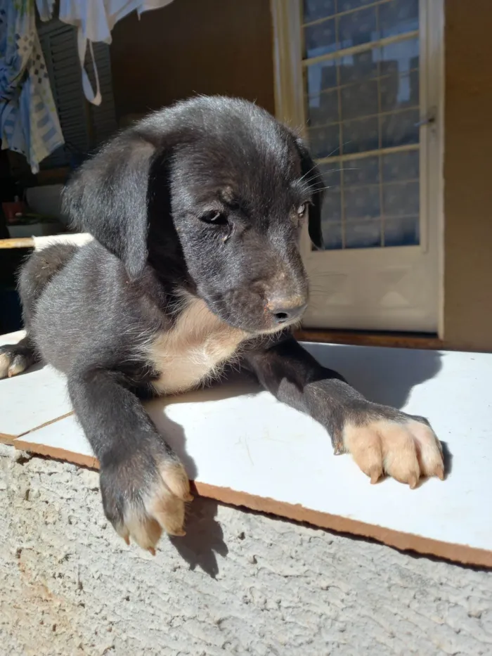 Cachorro ra a SRD-ViraLata idade Abaixo de 2 meses nome Não coloquei nomes ainda