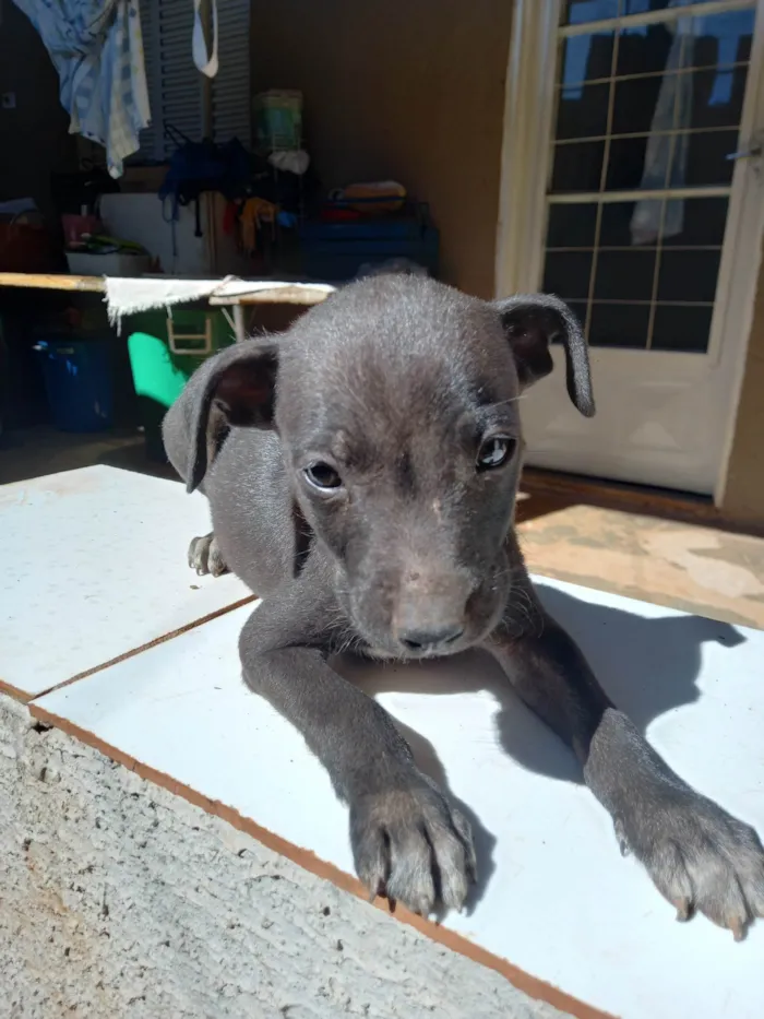 Cachorro ra a SRD-ViraLata idade Abaixo de 2 meses nome Não coloquei nomes ainda