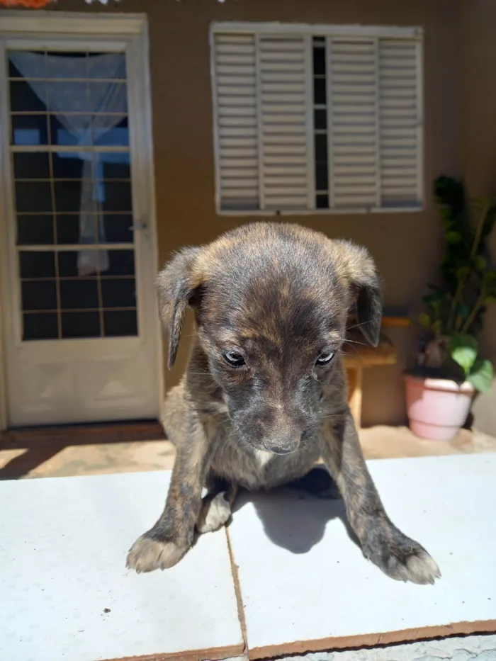 Cachorro ra a SRD-ViraLata idade Abaixo de 2 meses nome Não coloquei nomes ainda