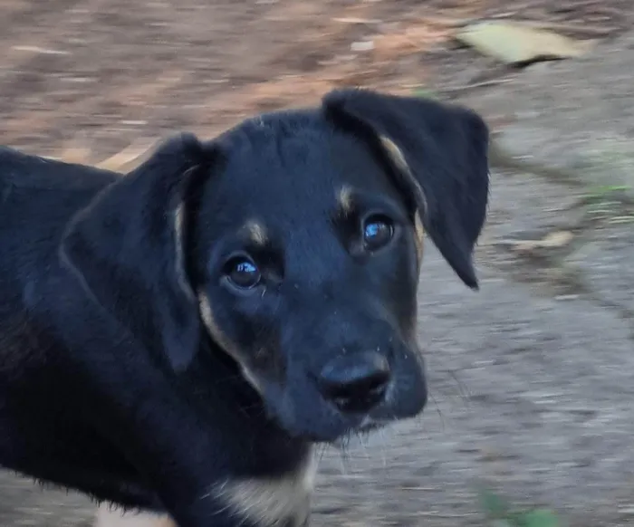 Cachorro ra a SRD-ViraLata idade Abaixo de 2 meses nome Ariel