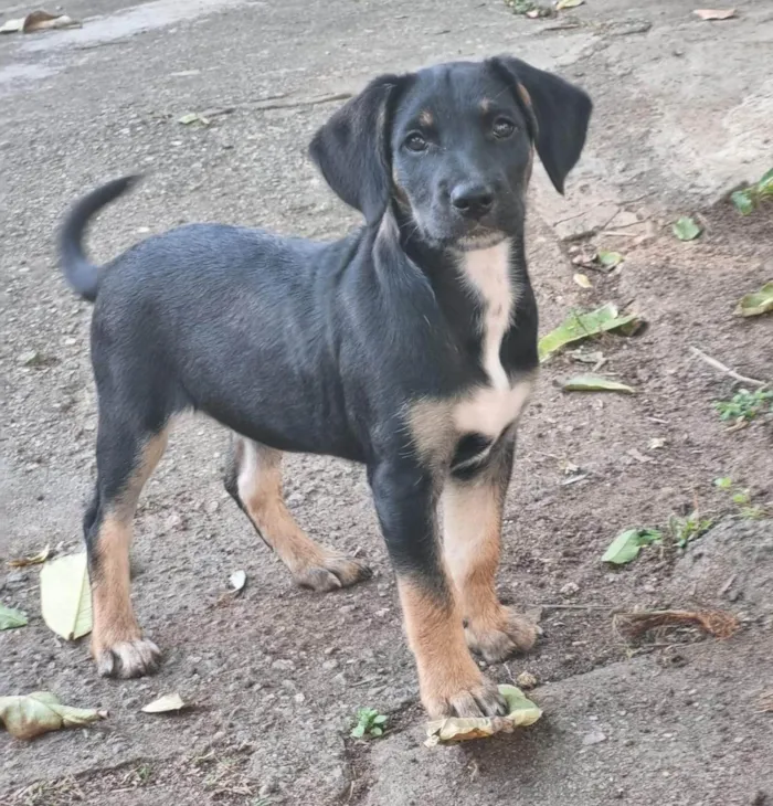 Cachorro ra a SRD-ViraLata idade Abaixo de 2 meses nome Ariel