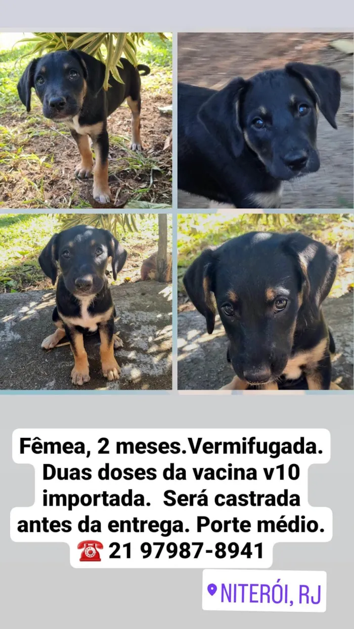 Cachorro ra a SRD-ViraLata idade Abaixo de 2 meses nome Ariel