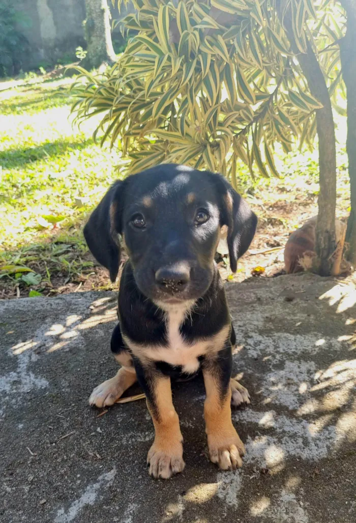 Cachorro ra a SRD-ViraLata idade Abaixo de 2 meses nome Ariel