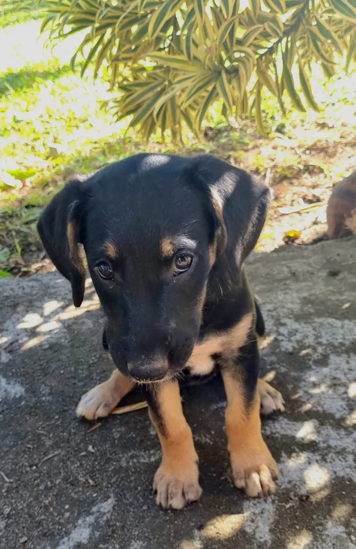 Cachorro ra a SRD-ViraLata idade Abaixo de 2 meses nome Ariel