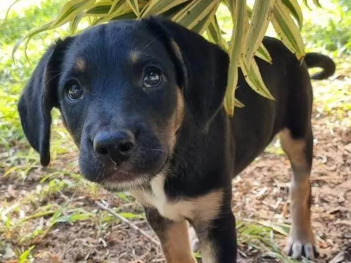 Cachorro ra a SRD-ViraLata idade Abaixo de 2 meses nome Ariel