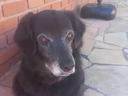 Cachorro raça SRD-ViraLata idade 6 ou mais anos nome Thor