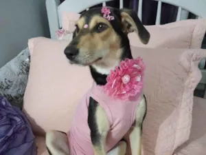 Cachorro raça SRD-ViraLata idade 7 a 11 meses nome Agatha