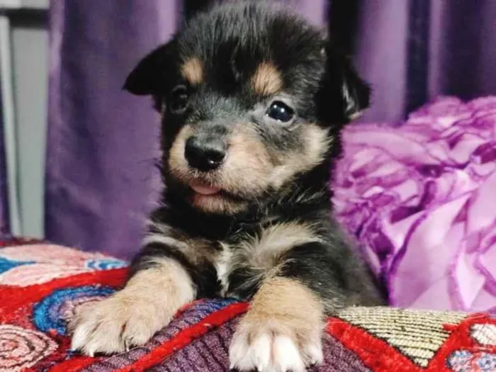 Cachorro ra a SRD-ViraLata idade Abaixo de 2 meses nome Filhotes 50 dias