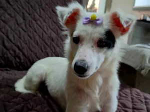 Cachorro raça SRD-ViraLata idade 1 ano nome Sarinha