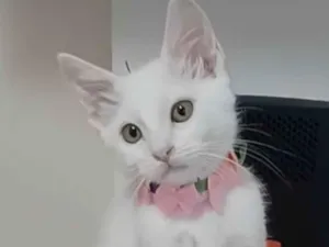 Gato raça SRD-ViraLata idade  nome Ravena