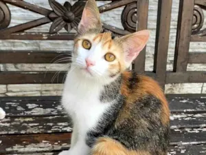 Gato raça SRD-ViraLata idade 2 a 6 meses nome Hibisco 