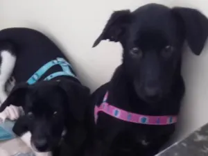 Cachorro raça Vira-lata idade 7 a 11 meses nome RUBI E BILLY