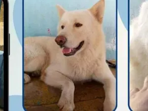 Cachorro raça AKITA idade 6 ou mais anos nome ROMEU