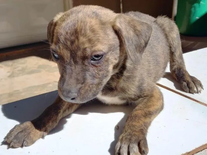 Cachorro ra a SRD-ViraLata idade Abaixo de 2 meses nome Não coloquei nomes ainda