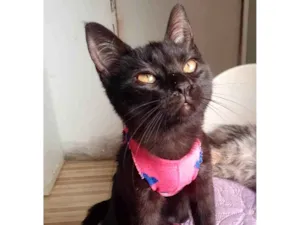 Gato raça Srd idade 2 a 6 meses nome Susi