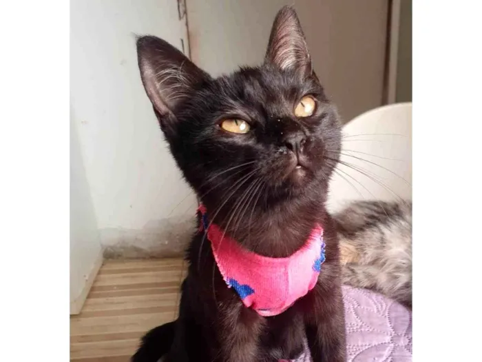 Gato ra a Srd idade 2 a 6 meses nome Susi
